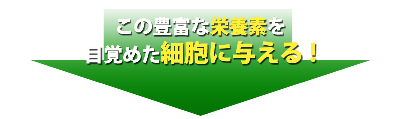 この豊富な栄養素を目覚めた細胞に与える!